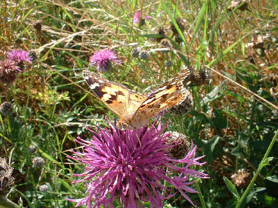 Close-up of Butterfly..Click to see larger..